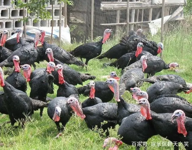火鸡怎么养殖技术_养殖火鸡技术视频_养殖火鸡视频