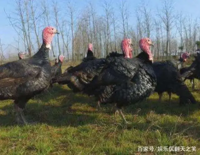 火鸡怎么养殖技术_养殖火鸡技术视频_养殖火鸡视频