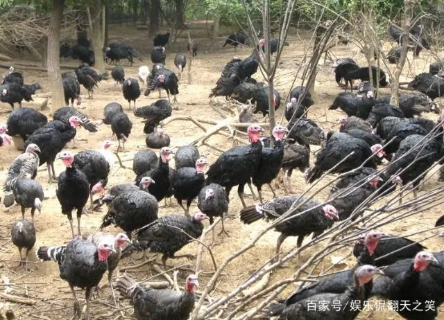 养殖火鸡技术视频_火鸡怎么养殖技术_养殖火鸡视频