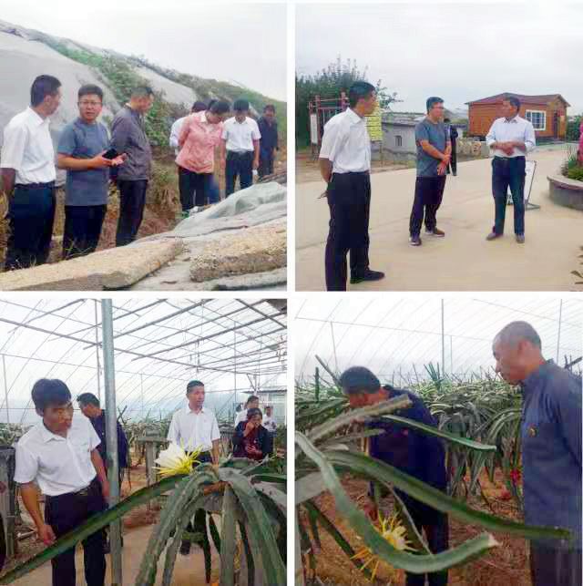 大棚植物养殖致富_致富养殖大棚植物图片_大棚种植致富