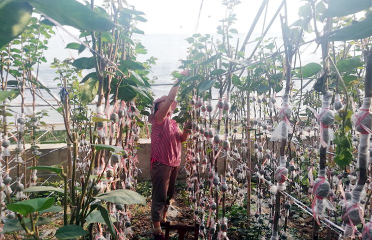 致富养殖大棚植物图片_大棚种植致富_大棚植物养殖致富