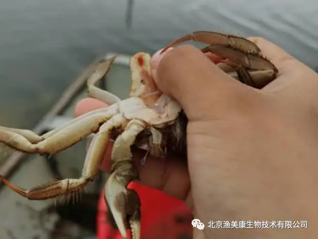 养殖海螃蟹_海蟹养殖_海蟹养殖技术视频