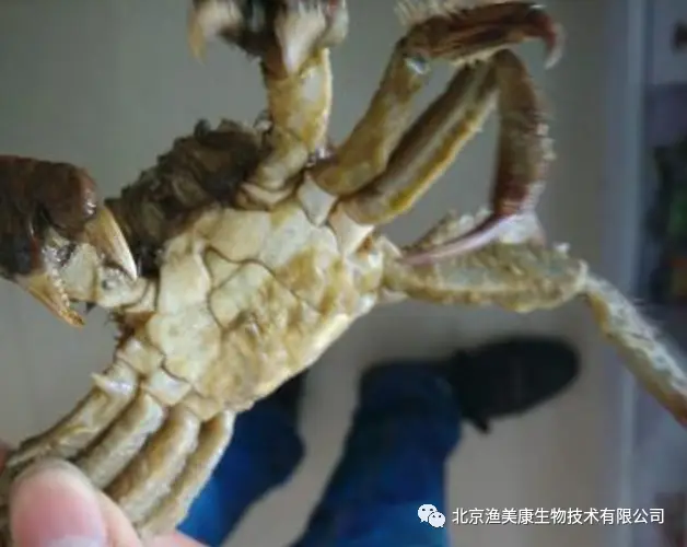 海蟹养殖技术视频_养殖海螃蟹_海蟹养殖