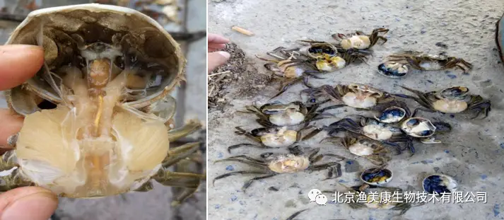养殖海螃蟹_海蟹养殖技术视频_海蟹养殖