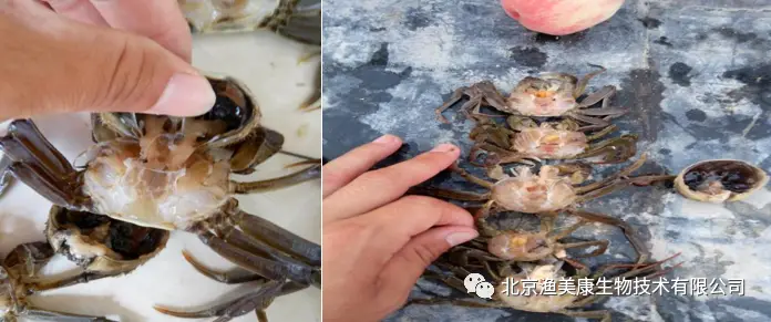 海蟹养殖_海蟹养殖技术视频_养殖海螃蟹