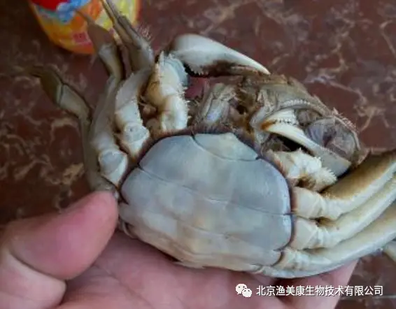 养殖海螃蟹_海蟹养殖技术视频_海蟹养殖