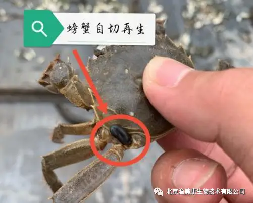 海蟹养殖_海蟹养殖技术视频_养殖海螃蟹