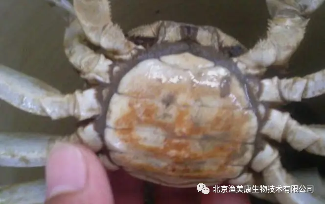 海蟹养殖技术视频_养殖海螃蟹_海蟹养殖