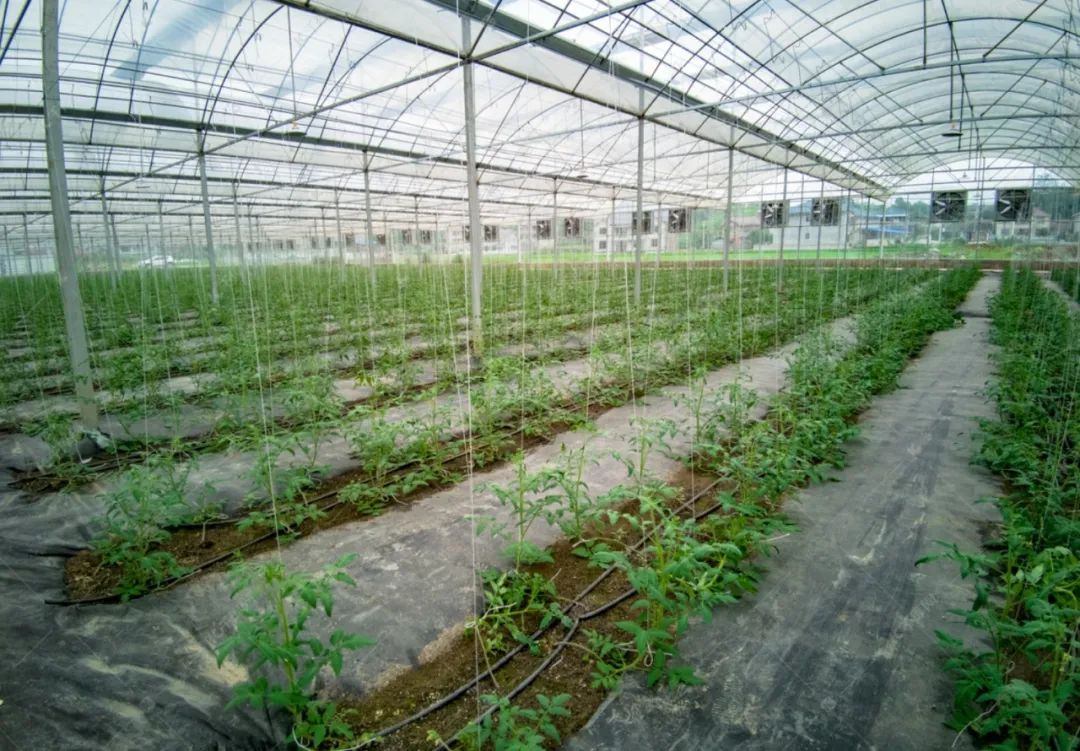 大棚植物养殖致富_大棚种植致富_种植养殖大棚