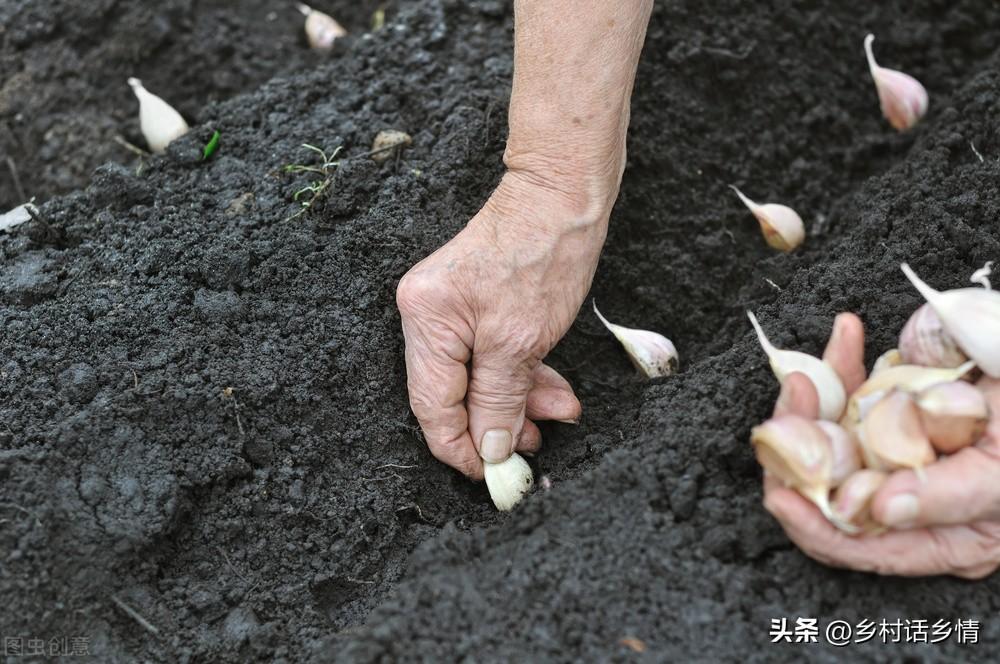 大蒜秋季种植技术要点_大蒜秋季种植技术视频_秋季大蒜种植技术