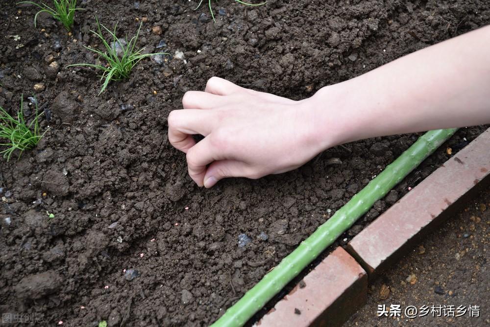 大蒜秋季种植技术视频_秋季大蒜种植技术_大蒜秋季种植技术要点