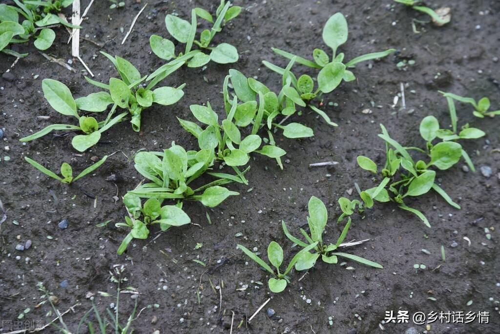 秋季大蒜种植技术_大蒜秋季种植技术视频_大蒜秋季种植技术要点