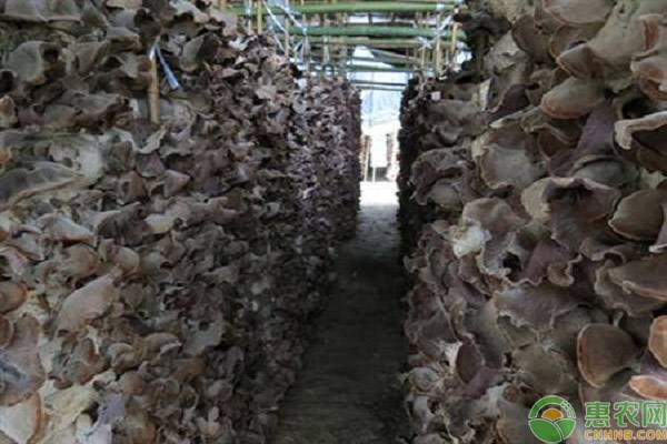 金针菇菌种制作方法视频_金针菇菌种价格_金针菇 致富经