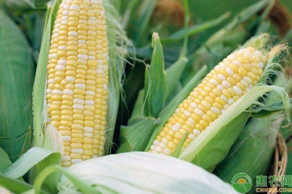 高产玉米种植技术视频_玉米超高产栽培技术视频_玉米高产栽培技术视频