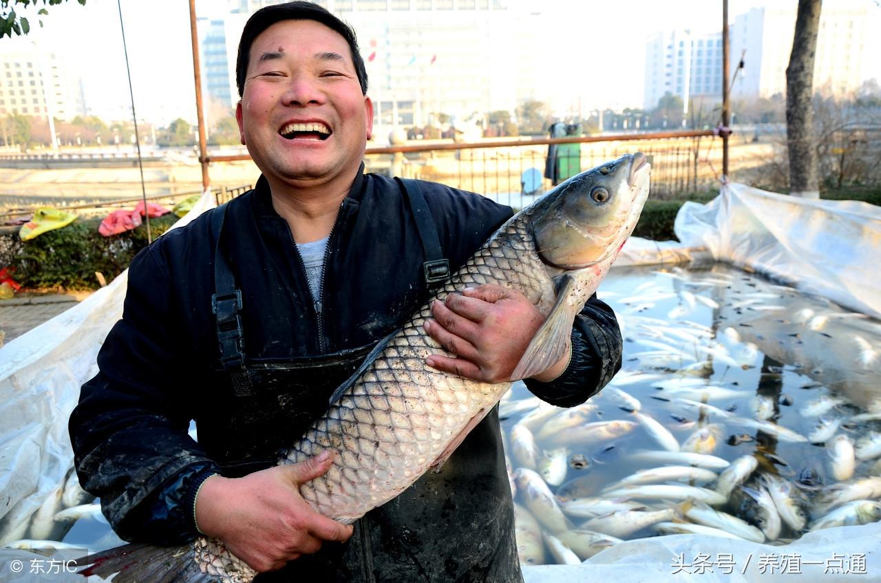 防治养殖病草鱼鱼技术视频_草鱼养殖技术鱼病防治_防治养殖病草鱼鱼技术要求
