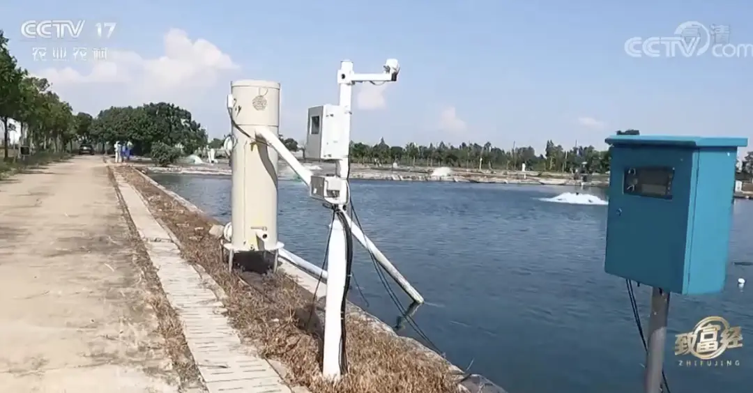 珠海鲈鱼养殖公司_致富经珠海海鲈鱼养殖_珠海鲈鱼塘口价