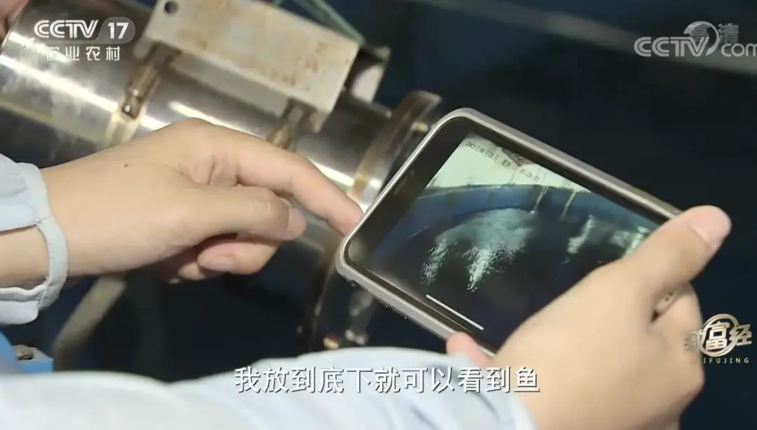 珠海鲈鱼养殖公司_珠海鲈鱼塘口价_致富经珠海海鲈鱼养殖
