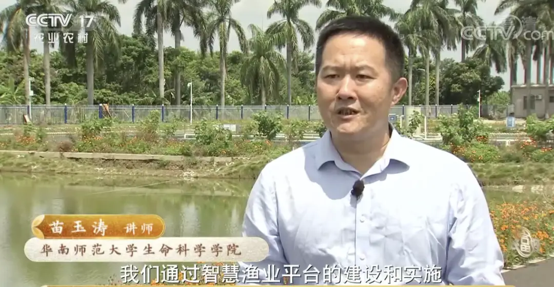 珠海鲈鱼塘口价_致富经珠海海鲈鱼养殖_珠海鲈鱼养殖公司