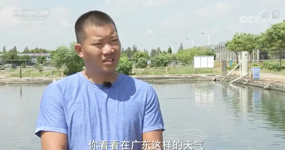 珠海鲈鱼塘口价_珠海鲈鱼养殖公司_致富经珠海海鲈鱼养殖