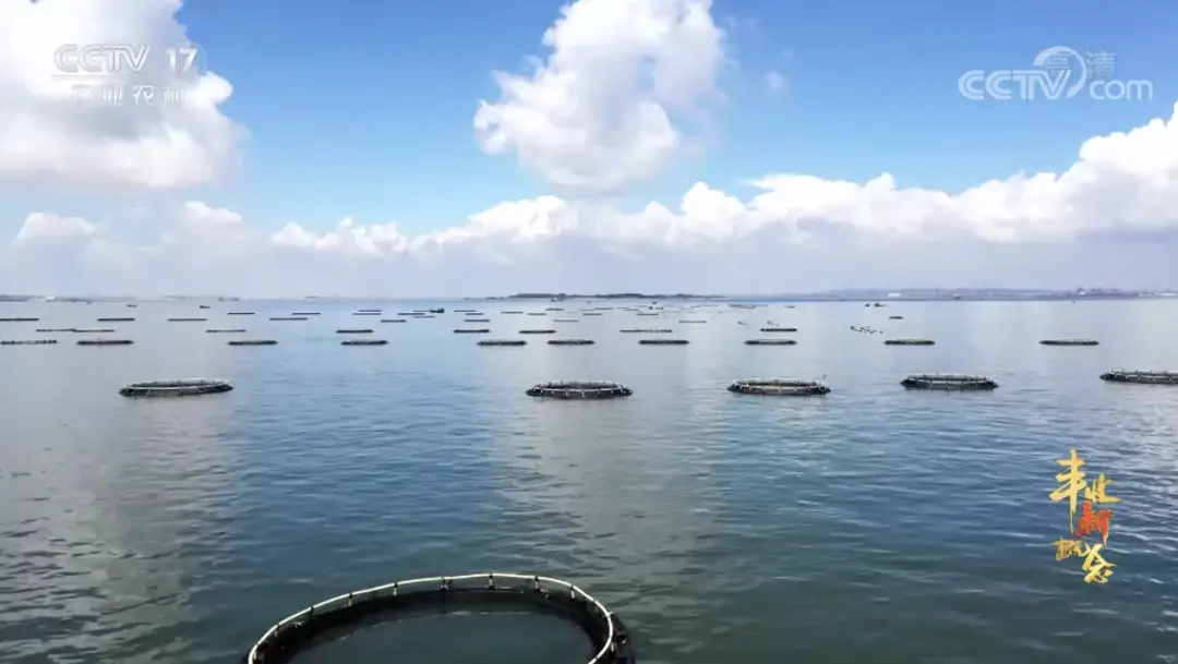 珠海鲈鱼塘口价_珠海鲈鱼养殖公司_致富经珠海海鲈鱼养殖