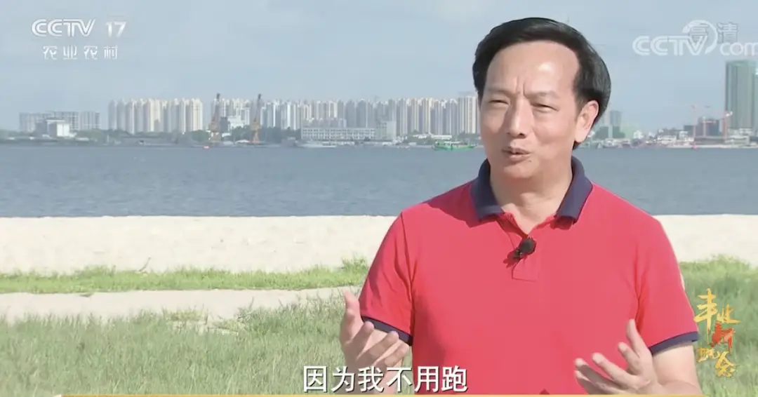 珠海鲈鱼塘口价_致富经珠海海鲈鱼养殖_珠海鲈鱼养殖公司