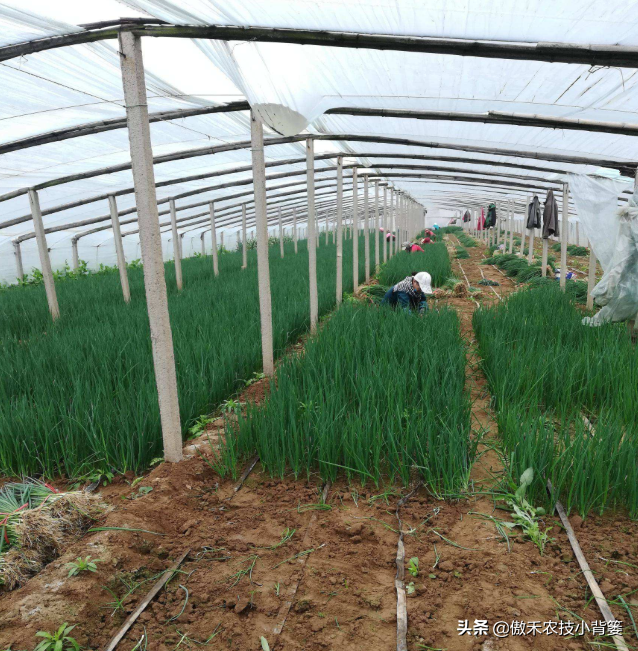大蒜秋季种植时间和方法_秋季大蒜种植技术_秋季种大蒜怎么种