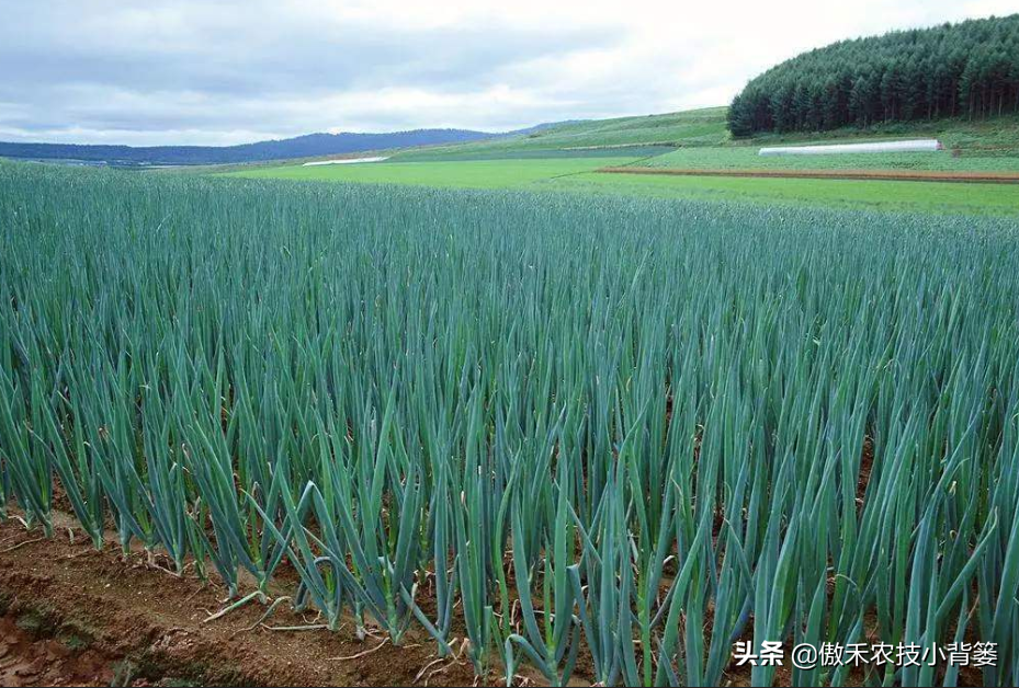 秋季种大蒜怎么种_秋季大蒜种植技术_大蒜秋季种植时间和方法