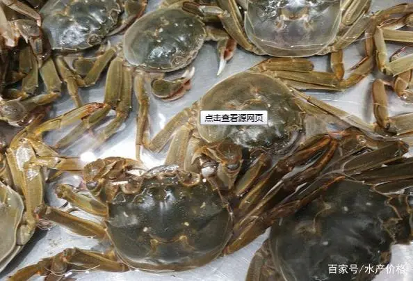 螃蟹养殖迎来“冲刺”关头，做好最后一步，个大膏肓才赚钱！