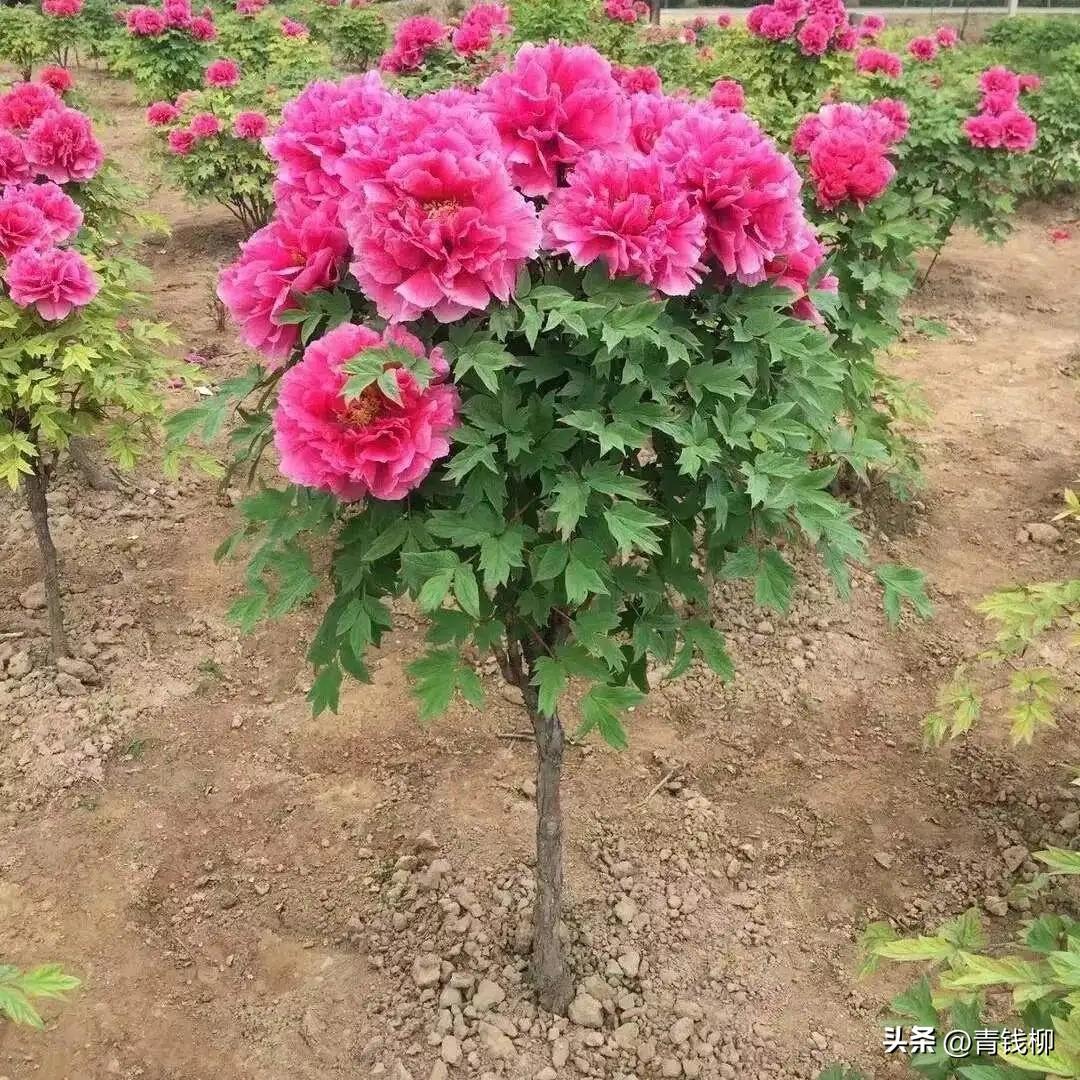 洛阳市独家揭秘独干牡丹培育养护高效技术奥秘