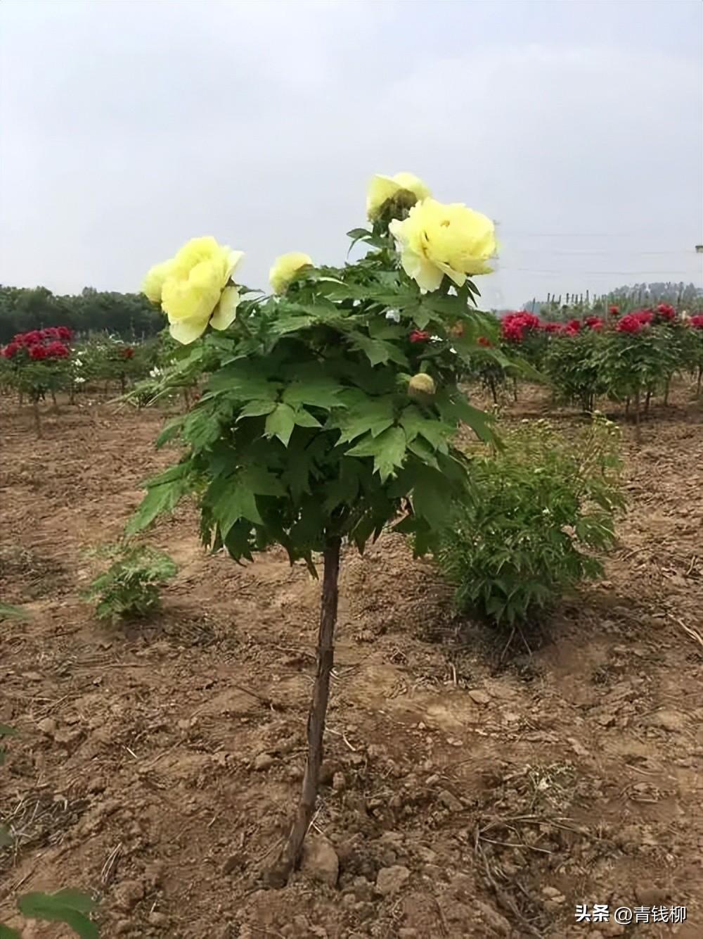 洛阳牡丹花种植技术_洛阳牡丹花怎么种_洛阳牡丹花怎么种怎么施肥