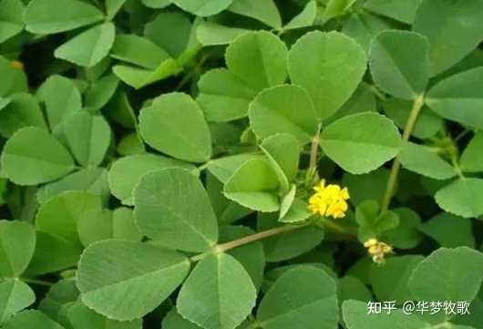 农村养殖山羊视频_致富经养殖山羊视频_养殖山羊视频播放