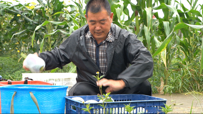 致富种植丝瓜怎么样_致富种植丝瓜图片_种植丝瓜致富的
