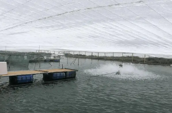 水产养殖赚钱_水产养殖 致富经_水产养殖带动村民增收致富