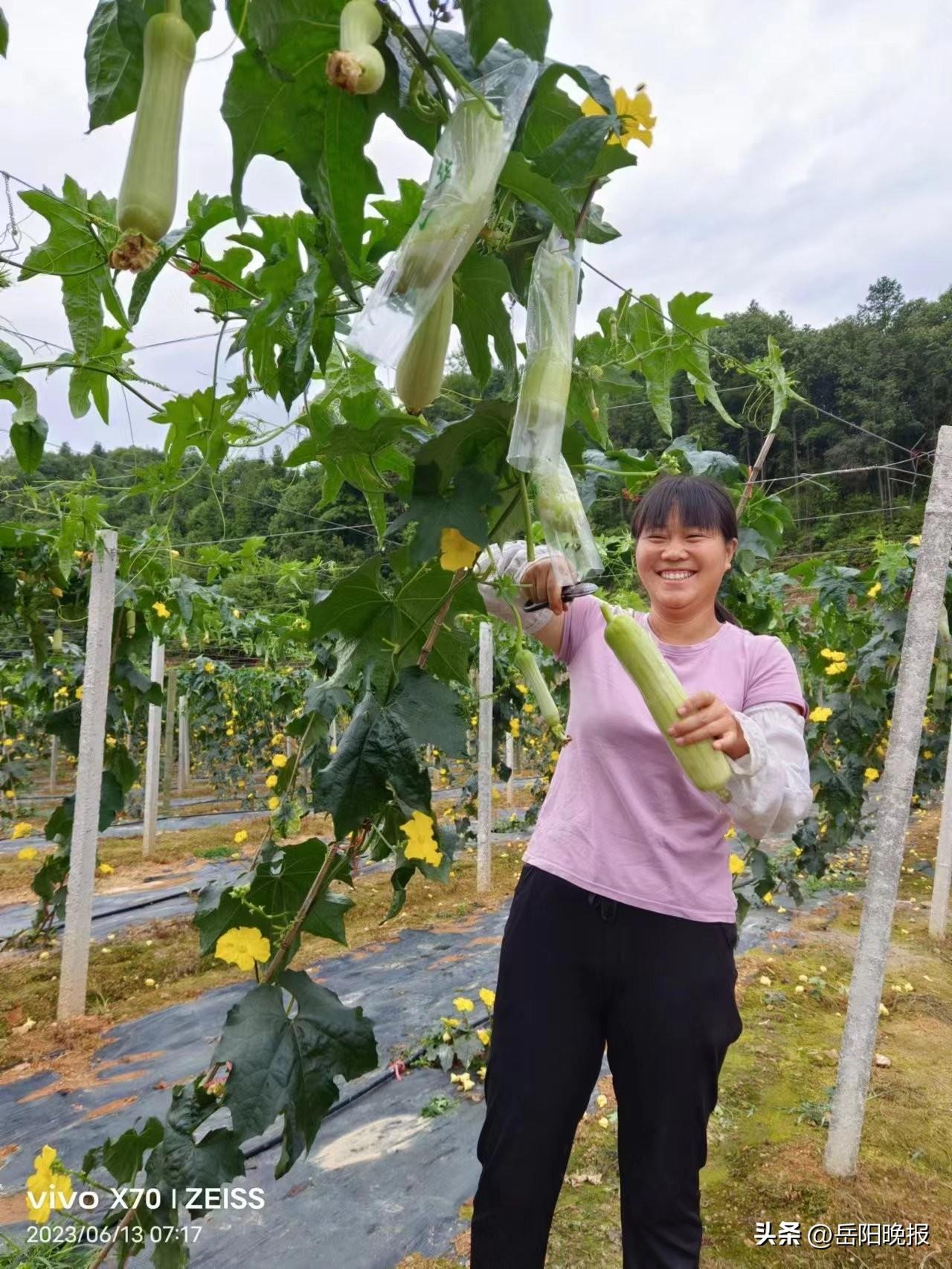 致富种植丝瓜视频_致富经丝瓜种植视频_种植丝瓜致富的