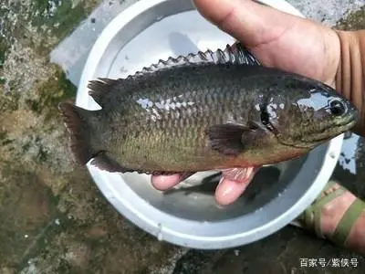 这种鱼会爬山会上树，生命力超强，如今成为人们餐桌的美食