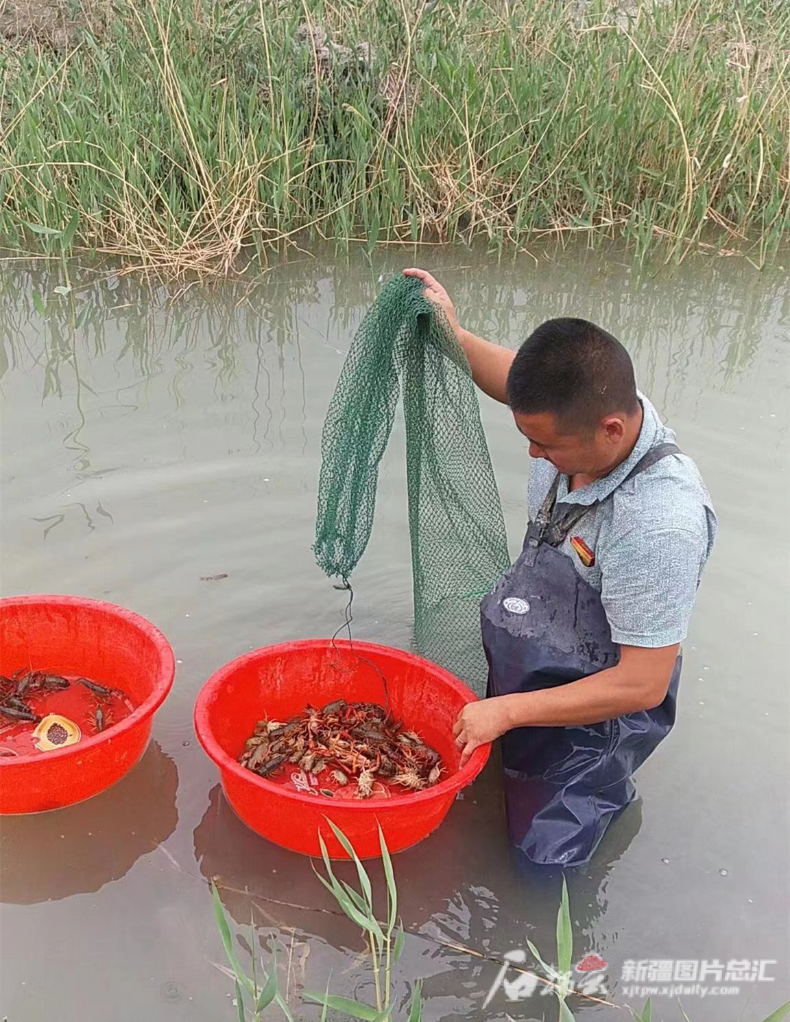 淡水蟹蟹箱养殖技术_蟹箱淡水养殖技术方法_蟹箱淡水养殖技术要求