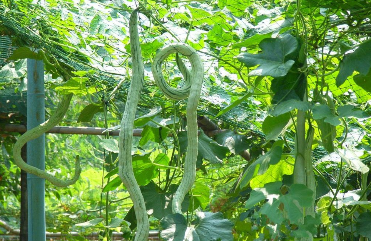 丝瓜种植效益_种植丝瓜致富的_致富种植丝瓜怎么样