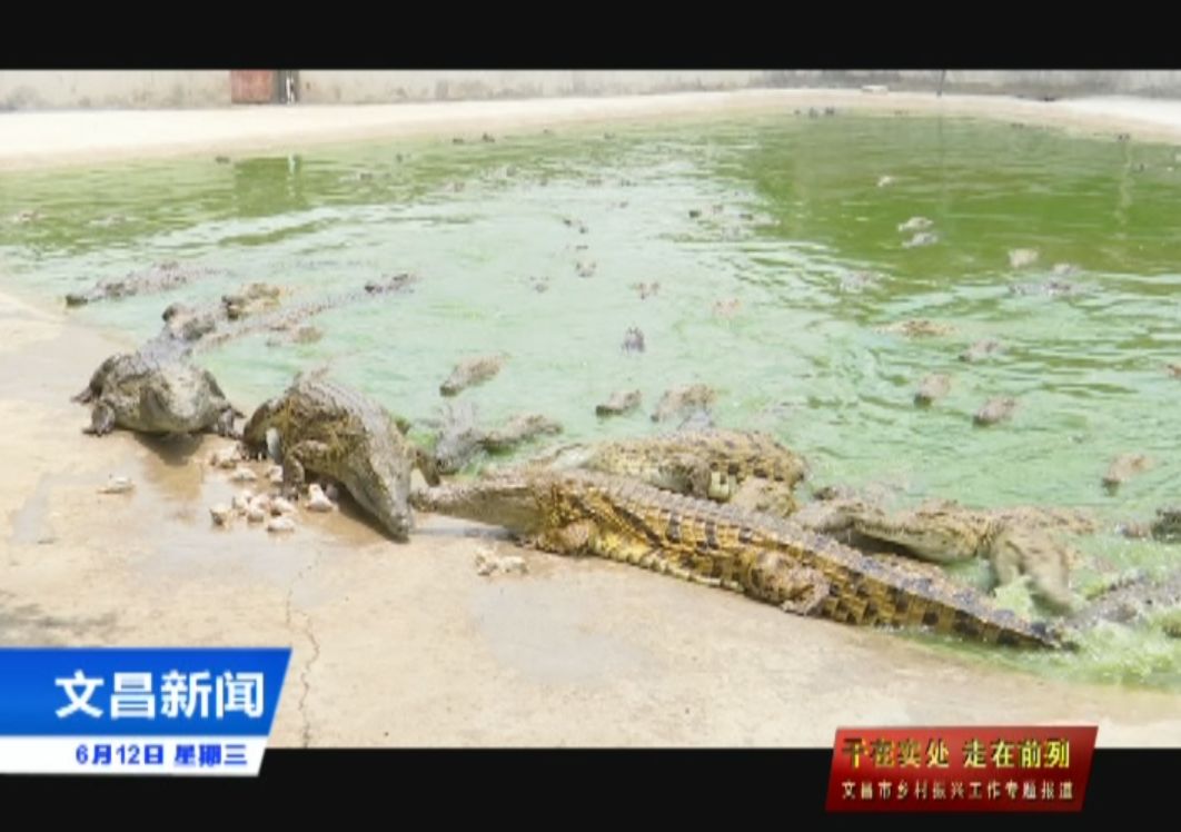 鳄鱼养殖技术小结_小鳄鱼养殖技术_鳄鱼养殖技术小知识