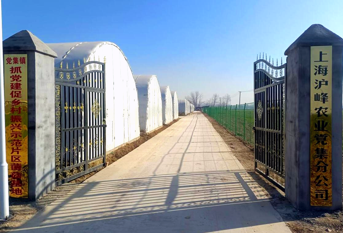 山东成武党建示范片区：小小菌菇撑起一把把“致富伞”