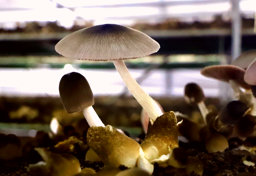刘艾蘑菇种植盒_致富经种香菇的视频_致富经刘艾种菇