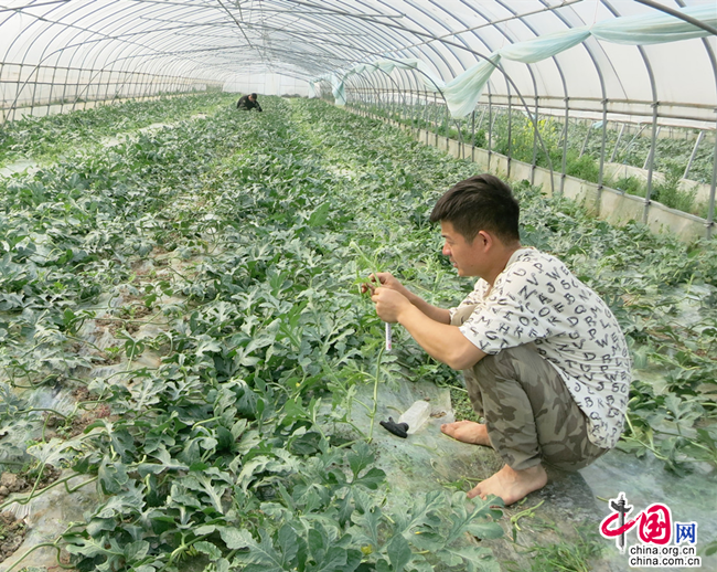 致富种植特色创业项目_特色种植创业致富_种植致富新项目