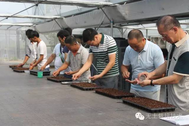 黑番茄种植技术视频_番茄栽培技术视频_番茄种植视频播放