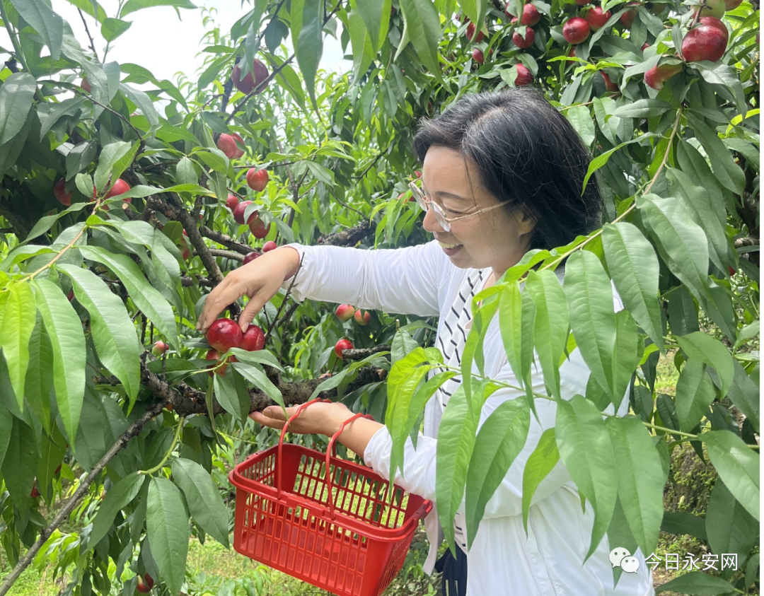 种植油桃致富简介_油桃种植技术与修剪整形_油桃种植前景与效益