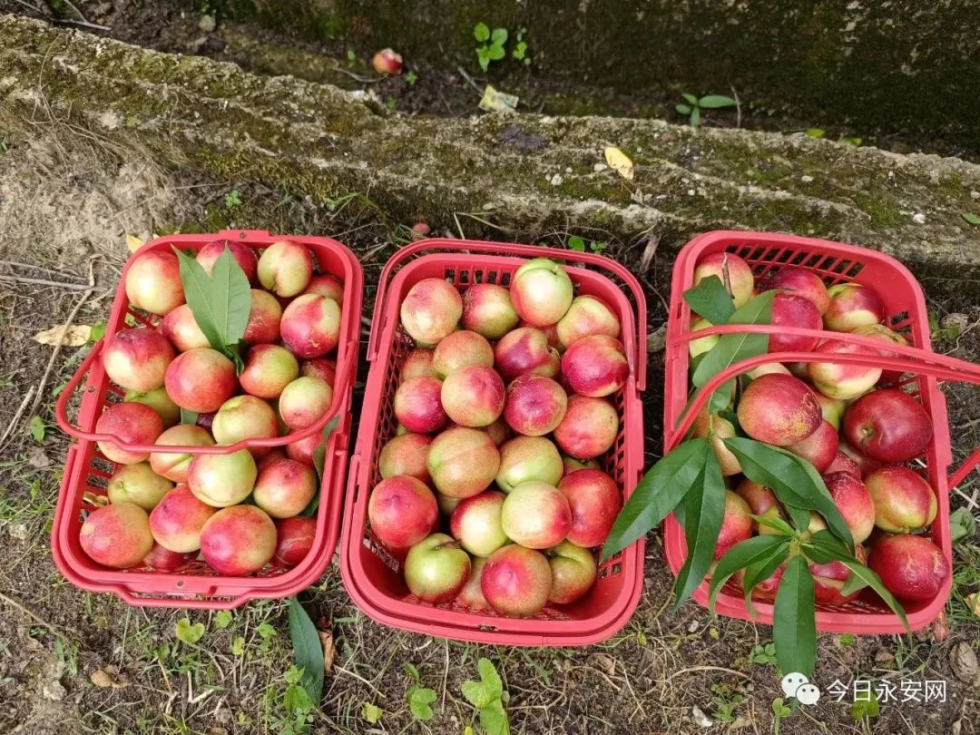 油桃种植前景与效益_种植油桃致富简介_油桃种植技术与修剪整形