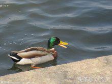 养殖野鸭需要什么手续_致富经野鸭养殖_致富养殖野鸭图片