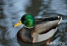 致富经野鸭养殖_致富养殖野鸭图片_养殖野鸭需要什么手续