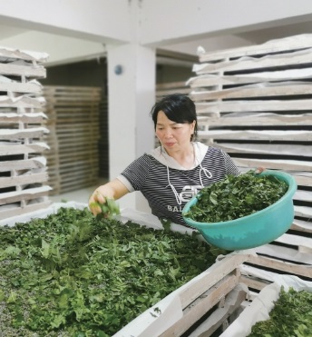 桑树致富经_致富经 桑枝_致富经cctv7种植桑黄