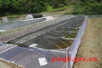 致富经野生石蛙_野生石蛙长什么样_野生石蛙养殖技术