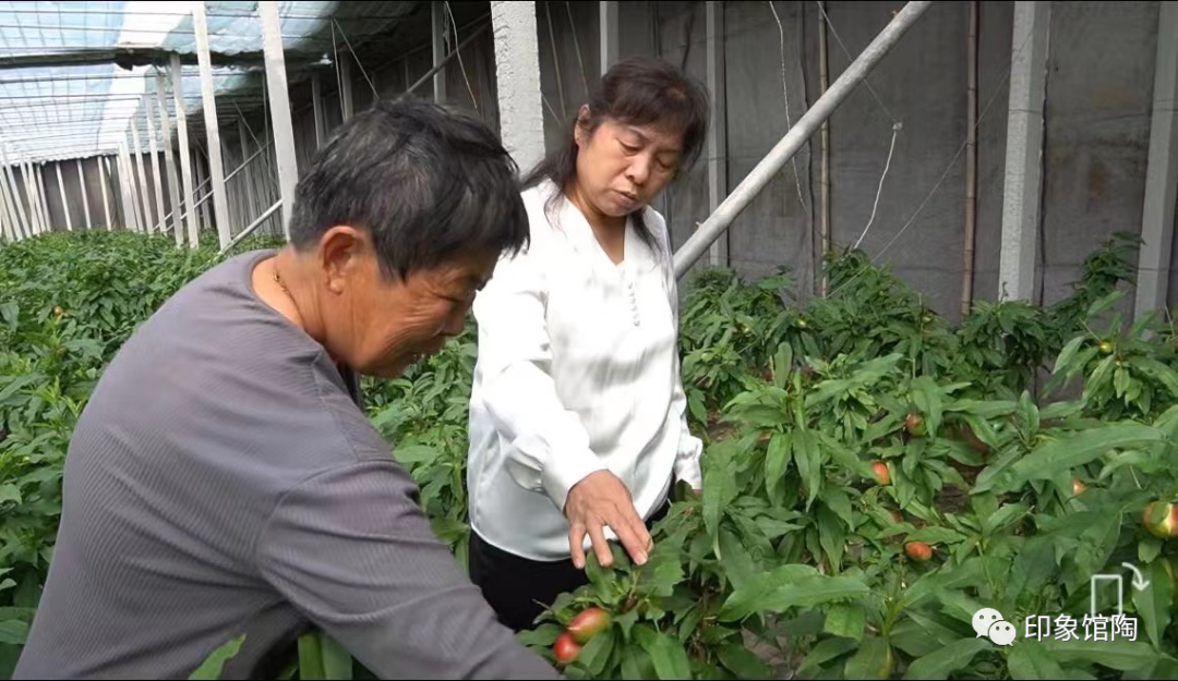 油桃的种植条件_种植油桃致富简介_致富种植简介油桃怎么写