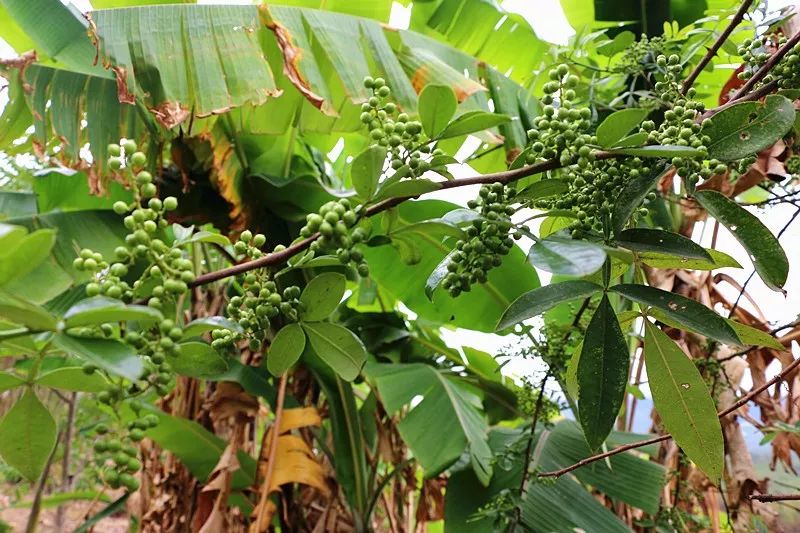 致富种植树大量生产_大量种植致富树_致富种植树大量种子